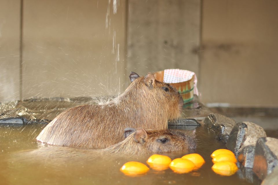 來這看地表最大鼠鼠～2020日本療癒「水豚泡湯大賽」　酥湖到瞇眼秒變大叔♡