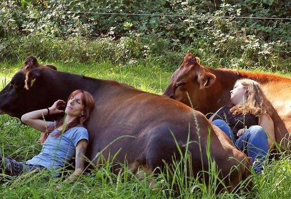 奶牛治療師「90分鐘收費9000元」　最新流行「抱抱牛」幫療癒心靈