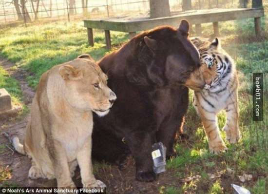 這三隻15年感情的「熊、老虎和獅子」傳出噩耗，其中一隻的離世讓牠們的心都碎了…