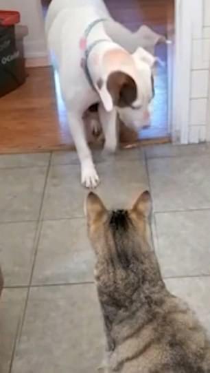 貓咪欺軟怕硬！面對小狗「喵拳出擊」　看牠找來大狗秒孬：今天先休戰！