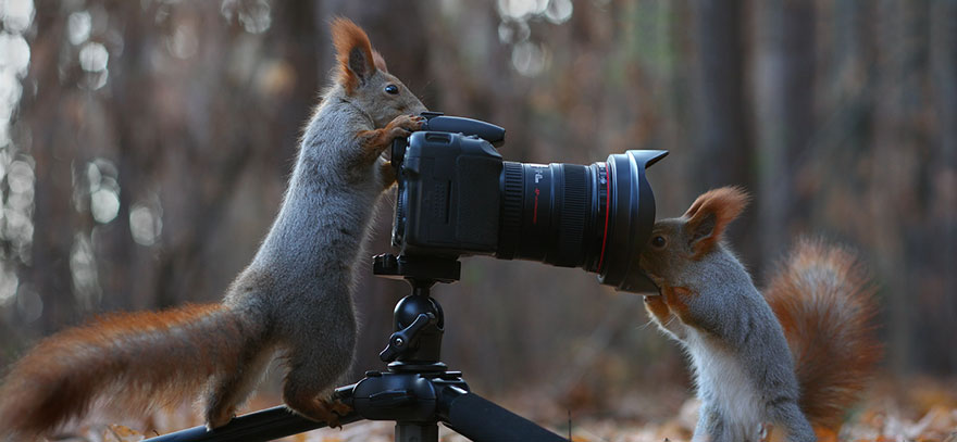 松鼠也會幫彼此拍美照～　攝影師捕捉「史上最可愛松鼠」重新愛上這種生物❤