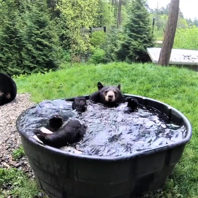 可愛黑熊「愛上泡澡」超愜意　在澡盆中手舞足蹈：夏天泡澡最爽啦～