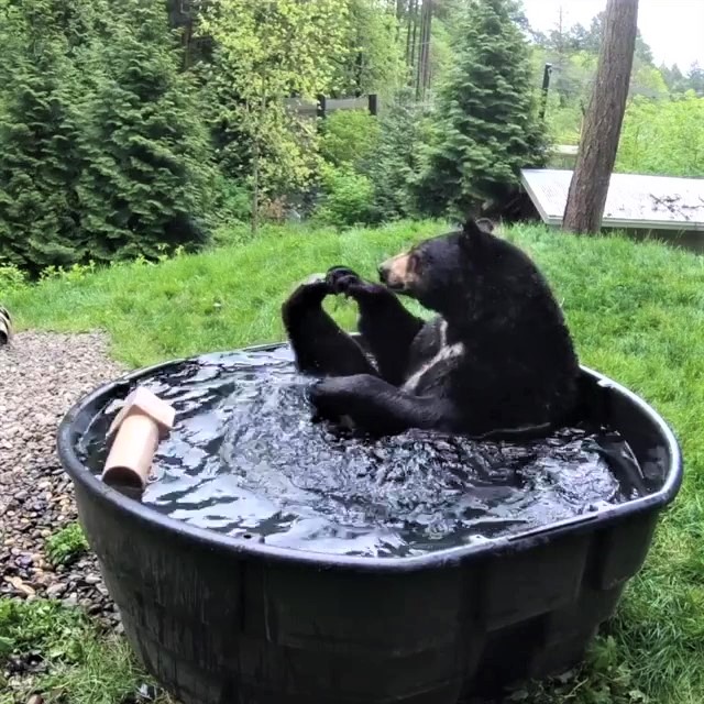 可愛黑熊「愛上泡澡」超愜意　在澡盆中手舞足蹈：夏天泡澡最爽啦～