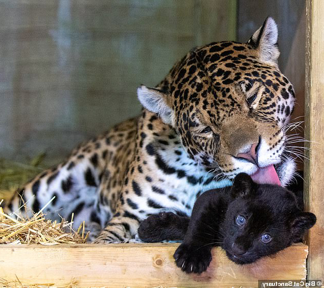 純黑美洲豹寶寶出生！　看到「孩子的爸」比全黑還帥：基因太強大❤️