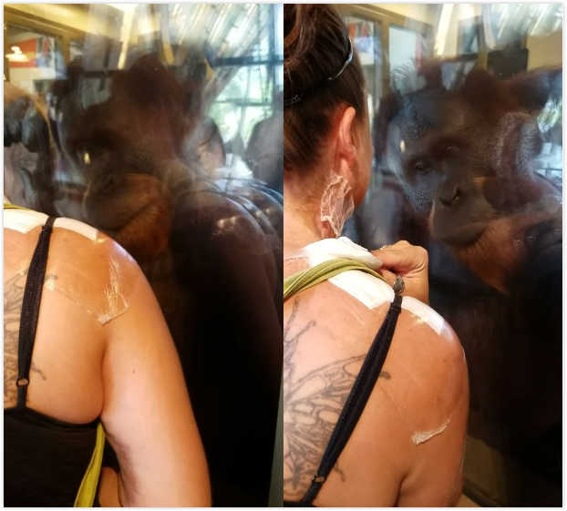 紅毛猩猩發現女遊客的身上有「火災倖存的傷疤」，馬上貼在窗口要求看看她的傷口超神奇！
