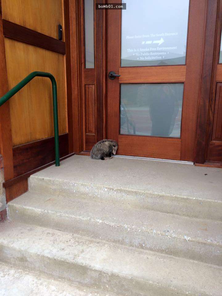 小小一隻的負鼠在暴雨後緊緊蜷縮在大樓門口，救援牠後才發現原來要保護肚裡珍貴的東西！