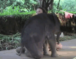 30張成功在「1秒內就讓大家笑出聲」的呆萌小象照片！