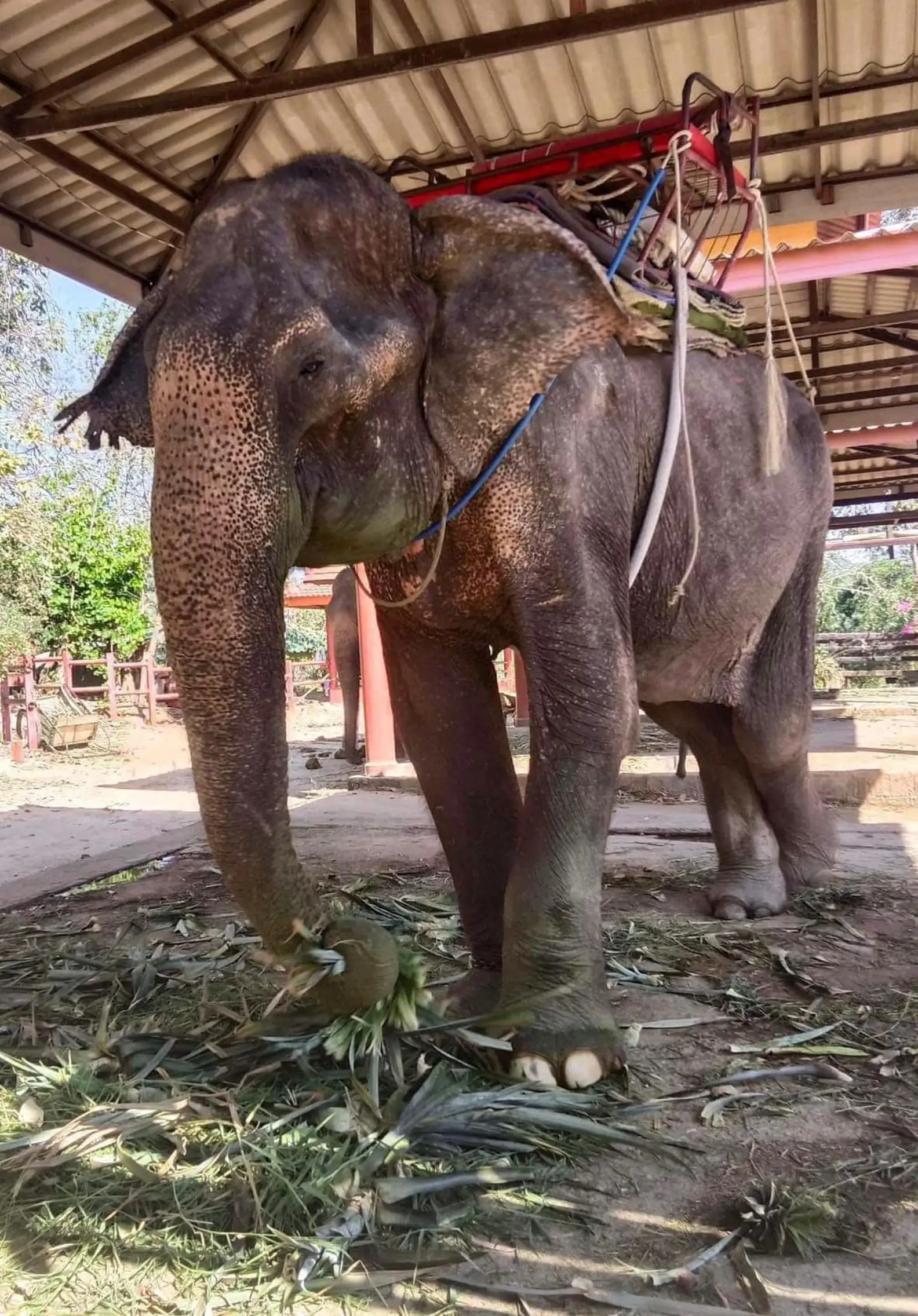 80歲大象被救出！不再被強迫工作　第一次安心躺下休息