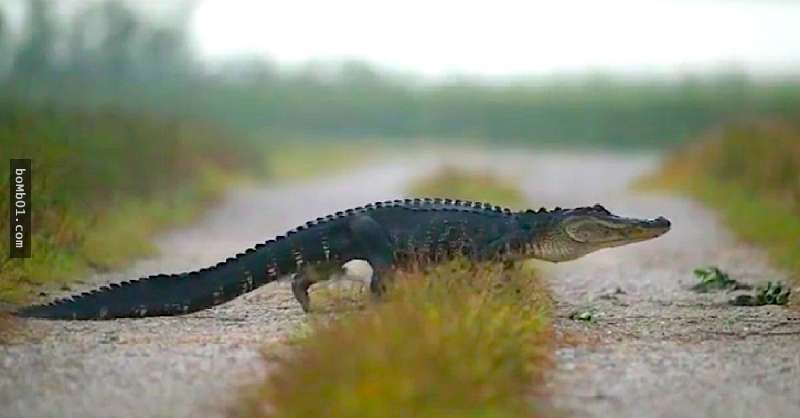 攝影師本來以為只是一隻鱷魚從草叢中走出來，沒想到接下來他竟拍下了難得一見的大自然奇蹟！
