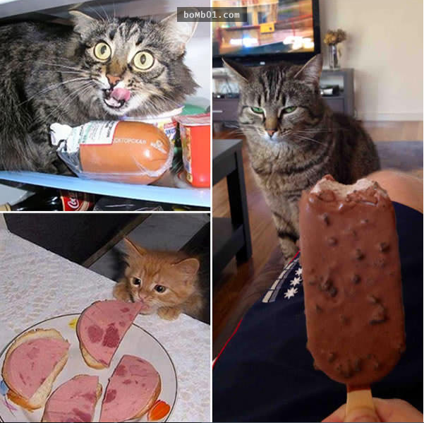 15張「貓奴每天吃飯前都會經歷一次」的喵星人偷吃被抓包照片！