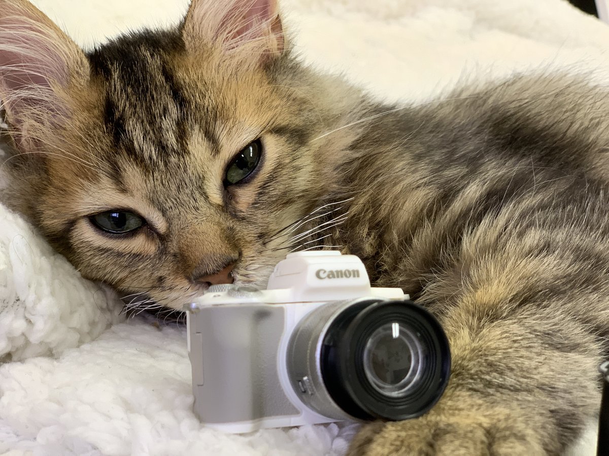 小貓咪變身「最萌攝影師」　抓住相機「咬咬咬的模樣」笑歪網友