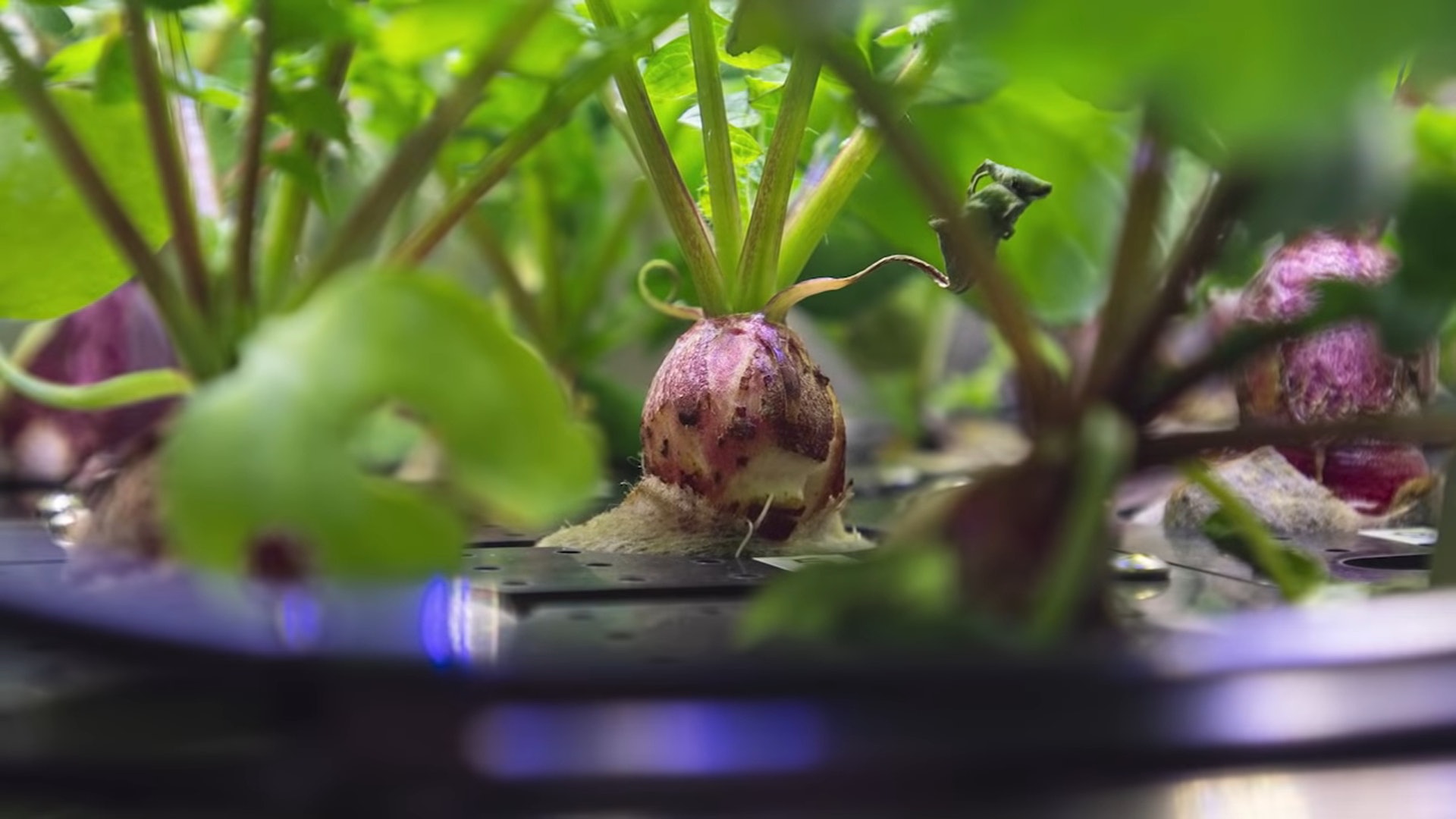 外太空種菜！NASA公開首批「太空蘿蔔」生長史　太空人興奮：已收成