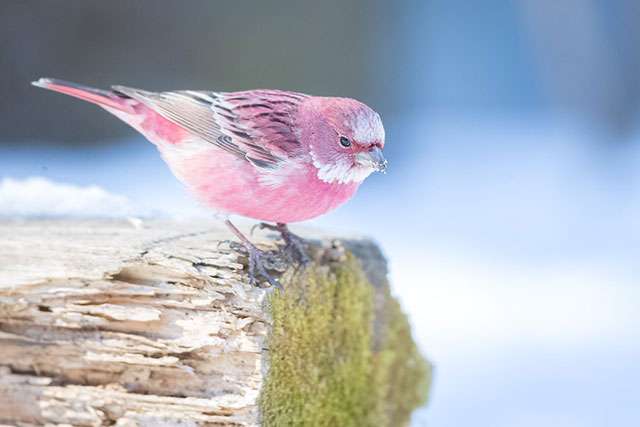 雪地裡的一朵玫瑰！　攝影師拍到日本珍奇鳥類　網友讚嘆：看到戀愛運會上升