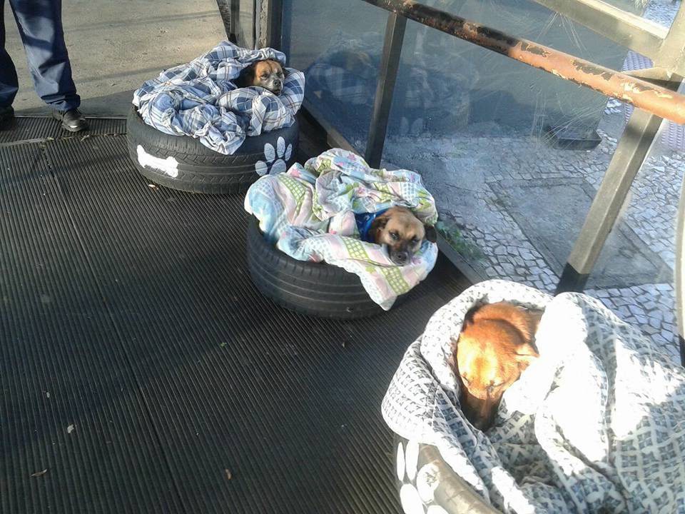 冬天好冷！暖公車站開放流浪狗當家　「輪胎＋棉被變小窩」牠探頭：謝謝你～