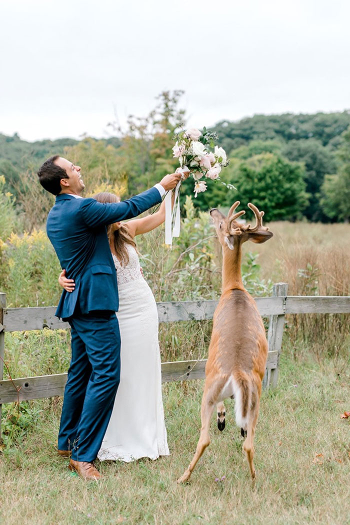 新人拍婚禮紀念照遇「亂鹿」　牠等不及搶新娘捧花：好吃好吃～