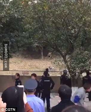 50歲大陸男在動物園裡翻欄跳進老虎山，結果他的下場…