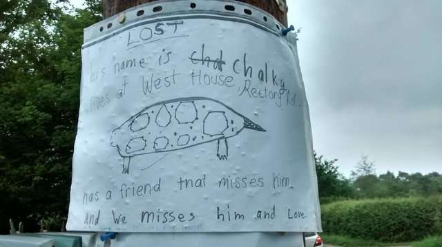 9歲女孩親筆畫「尋龜海報」　7天後…牠突然出現在家門口