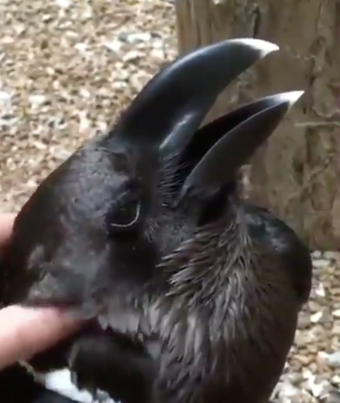 你看到「兔子還是烏鴉」？　鴉兔之謎影片讓網友很錯亂：我到底看了什麼