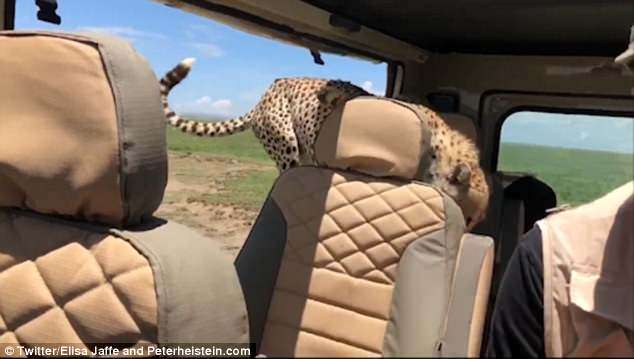 非洲野生獵豹突然鑽進車！　「舔嘴巴盯著他猛看」　他嚇傻一動也不敢動