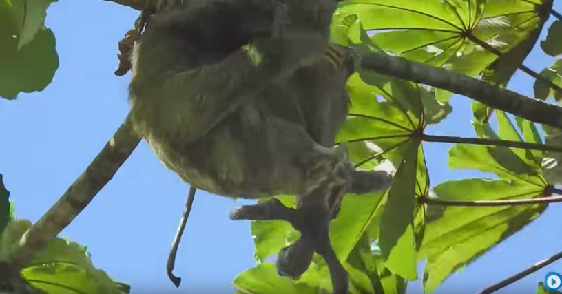 罕見影片錄下「樹懶生小孩」　小孩一滑出…媽媽秒微笑接住：抓到你了❤