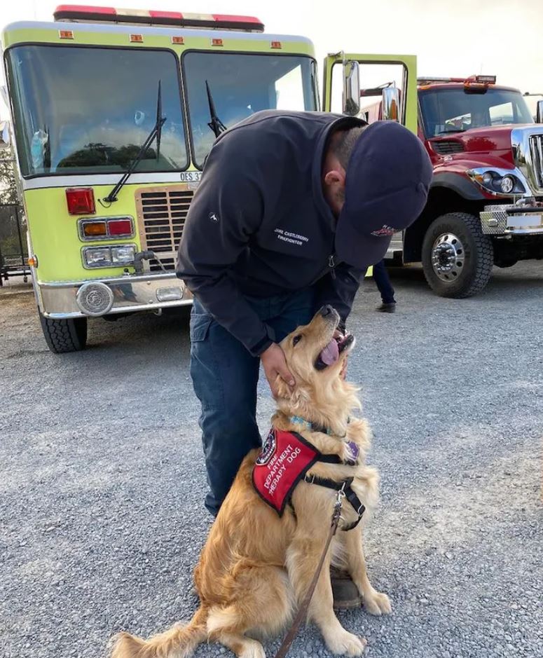 1萬8消防員全力救野火！　特派「金金治療犬」也來救他們的心靈：工作辛苦了～