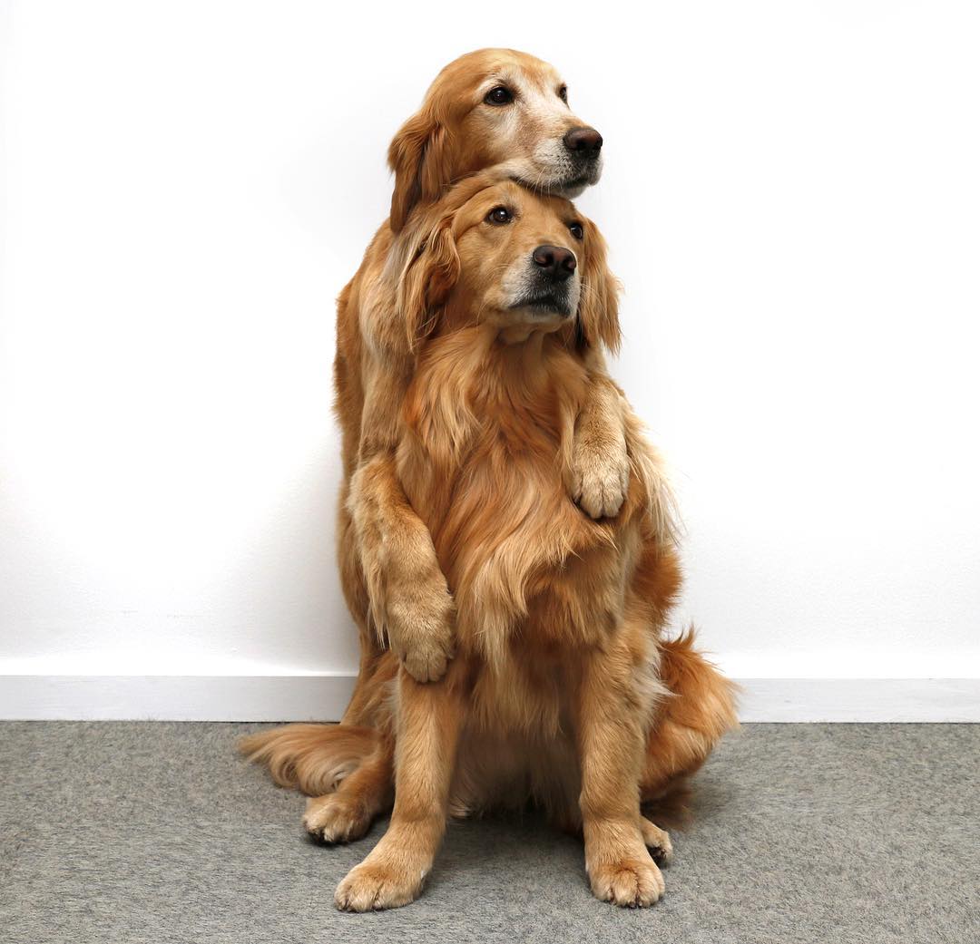 抱一個～　22張「汪星人擁抱照」超溫馨　治癒畫面證明：狗狗是世界上最溫暖的動物！
