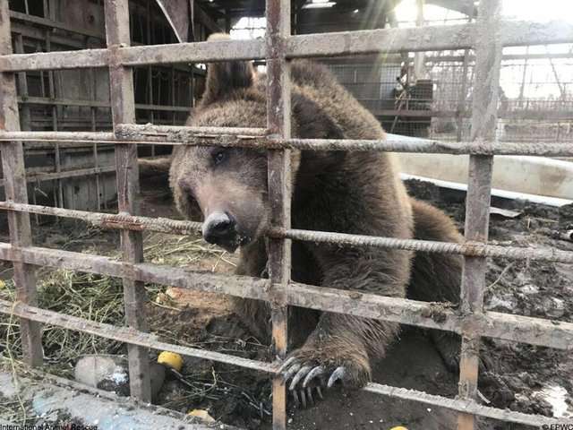 棕熊被困在「屎尿都不清理」的籠子2年多　好消息是牠現在終於獲得好心人救援了