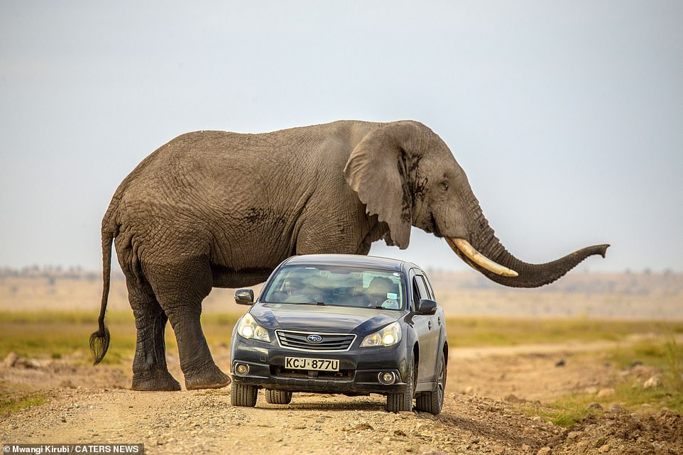不是在拍電影！　肯亞大象受驚嚇「一路追車跑」　緊張畫面全捕捉：差點就被踩！