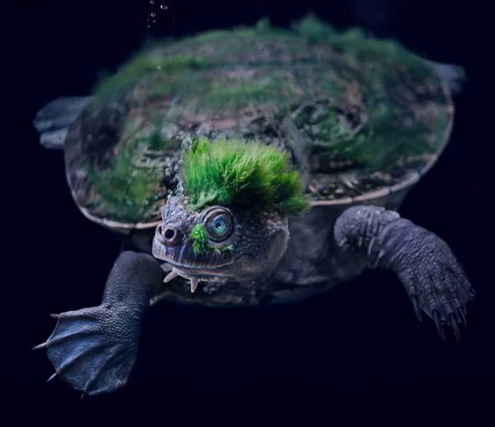 最龐克的龜！罕見龜種有「綠色莫西干頭」　靠「屁股呼吸」能在水下憋3天