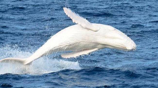 真正的百年一遇！稀有「白色座頭鯨」現身海面　船隻若接近都得罰錢