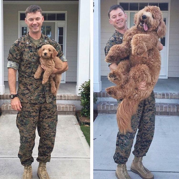 軍人把拔征戰1年回家「驚見小狗變巨狗」　全身照讓網友都看傻：阿嬤養大的