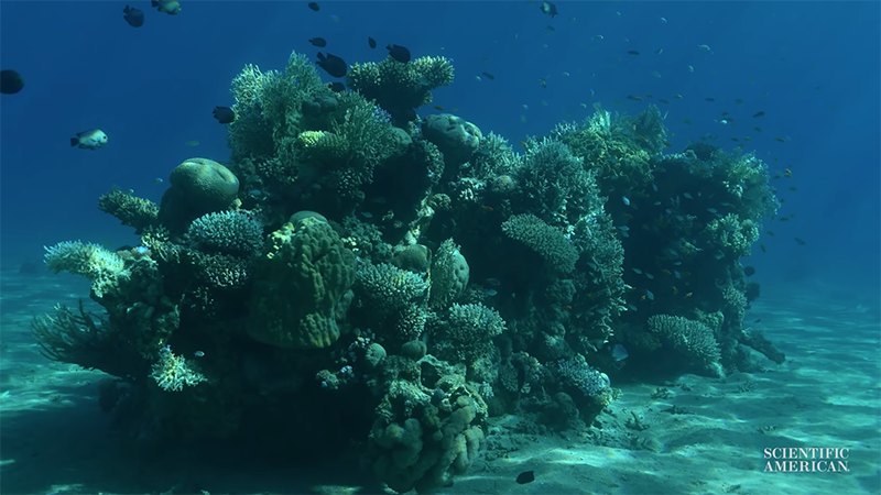 水下拍照不失真！麻省理工4年開發新技術　能把水底照片「去水」
