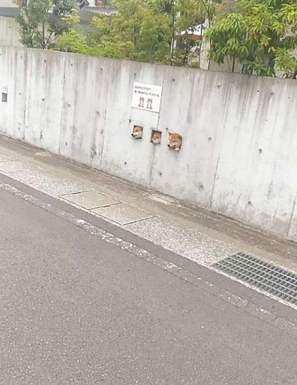 哈囉～哈囉～　日本柴犬三太郎「卡洞賣萌」爆紅　大家每天都找牠們拍照打卡