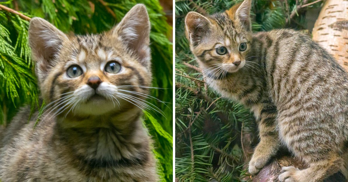 倫家真的不是虎斑貓啦～　世界最珍貴品種「4隻野貓寶寶」誕生：全球僅400隻