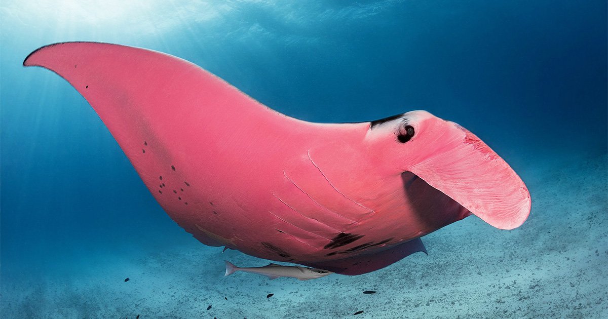 海底攝影驚喜拍下珍稀「粉紅大蝙蝠」　科學家：全世界只有1隻！