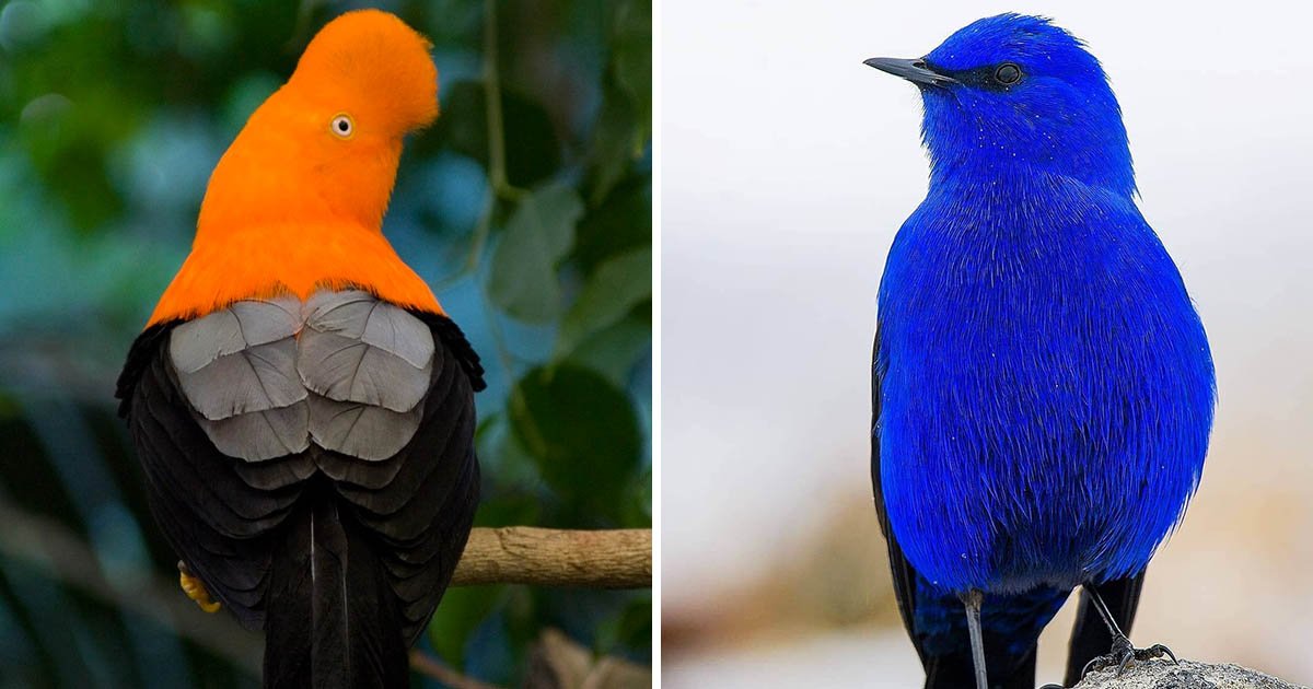 沒見過的奇妙配色！　17隻被上帝「當作調色盤」的豔麗珍稀鳥類