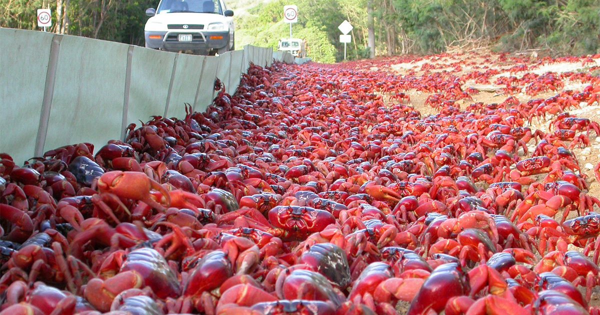 螃蟹大軍出發！澳洲聖誕島「滿片血紅」　居民：無法出門了