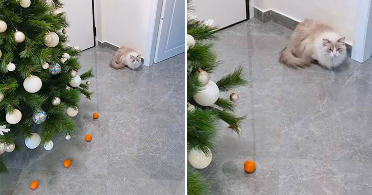 不准靠近聖誕樹！　媽為調皮貓設「橘子結界」牠看到大臭臉