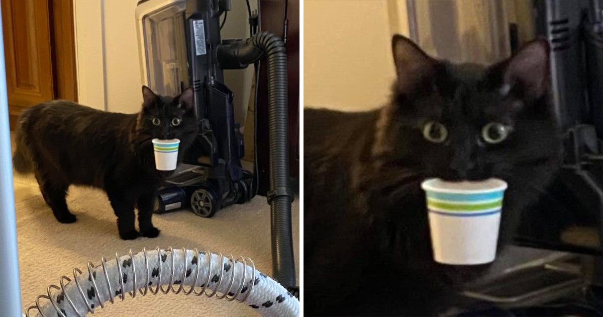 陌生阿姨來打掃衛生！　黑貓當家作主「叼紙杯」禮貌問候：要喝水休息一下嗎？