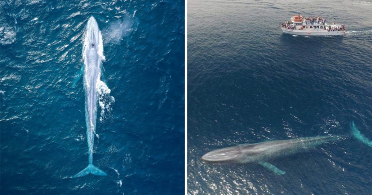 「25米深海巨獸」罕見現身水面！　攝影師驚拍美麗身影：100年來才出現3次