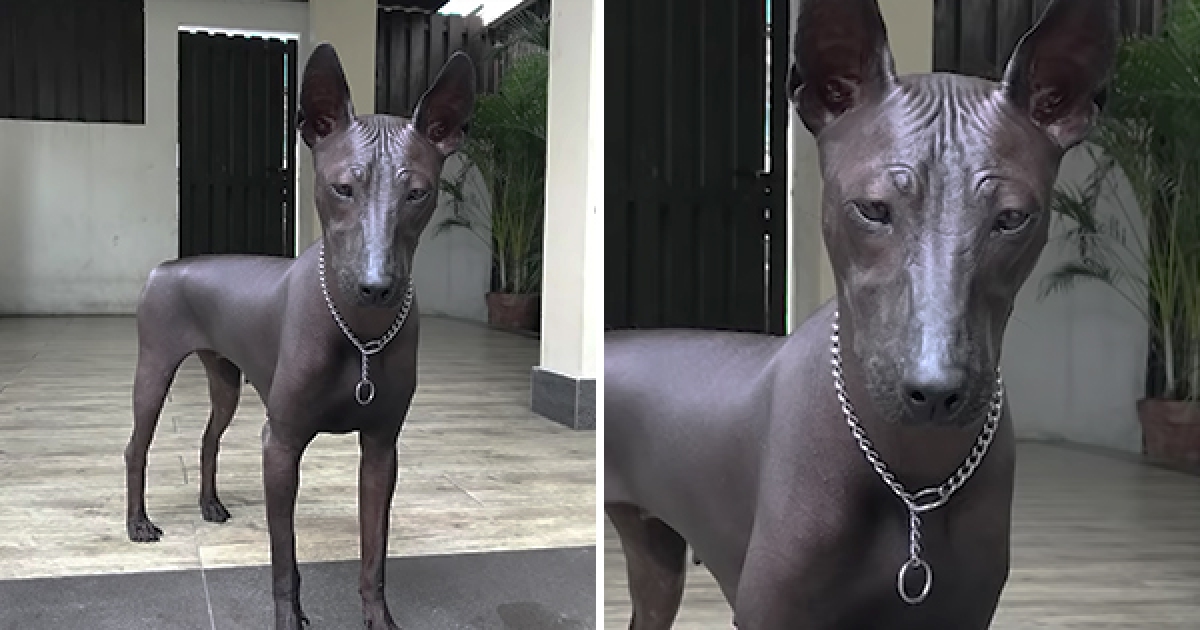 一張狗狗照片讓上萬網友頭腦錯亂　大家都在問：是真狗還是雕塑？