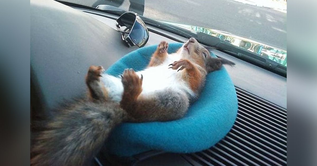 最可愛陪伴！小黃司機救下小松鼠　牠從此「天天跟他上班」：還會招呼客人～