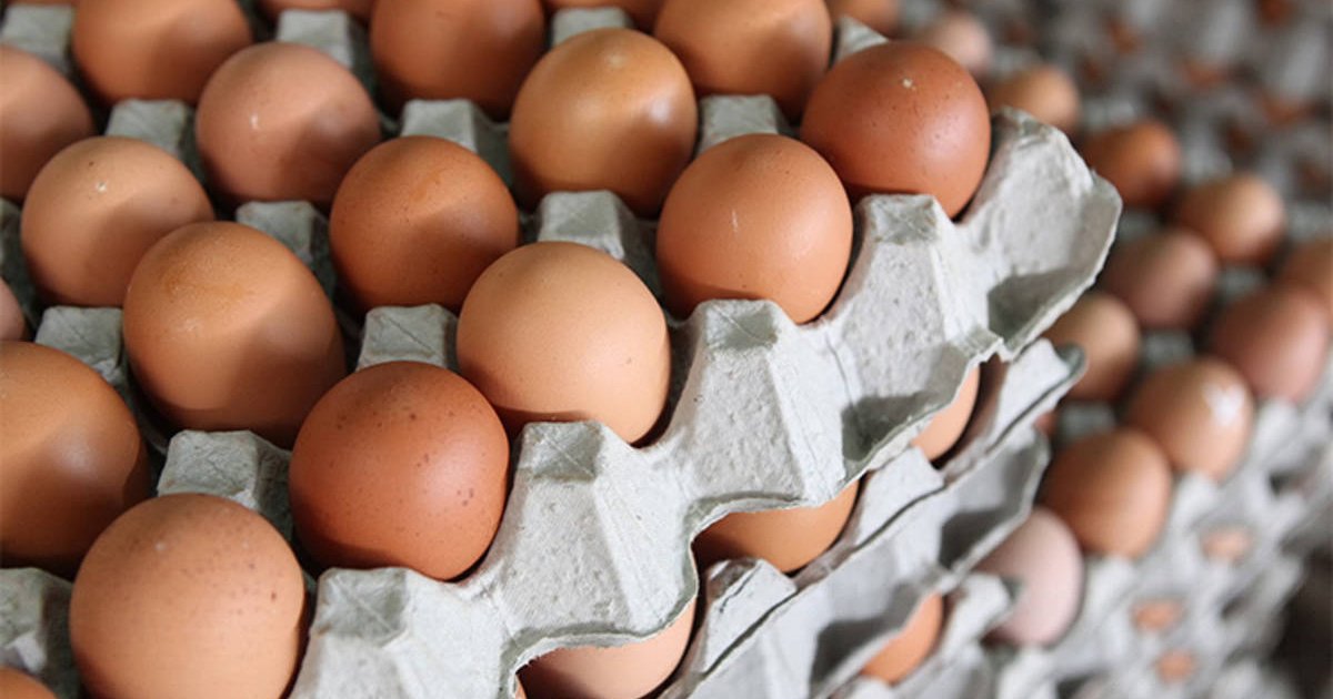 救蛋荒！空運澳洲「576箱雞蛋」已抵台　美、日雞蛋即將到貨