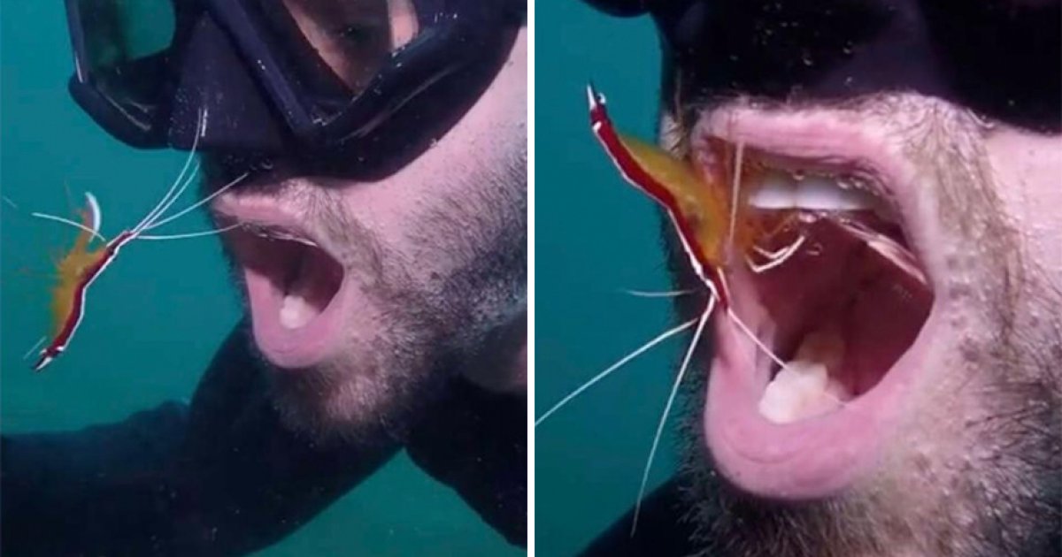 免費的牙醫師！潛水員交到「清潔蝦朋友」　每週做口腔健檢：幫你看看哦～