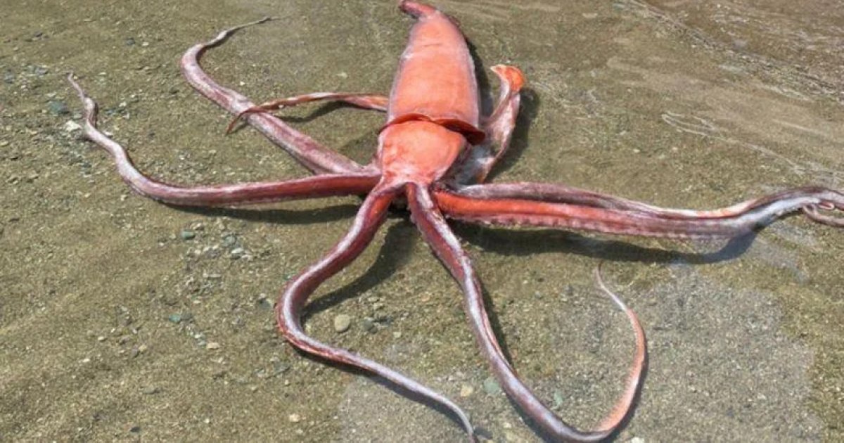 明明住深海！日本海岸竟冒出「3公尺大王魷魚」　網憂：會有大地震？