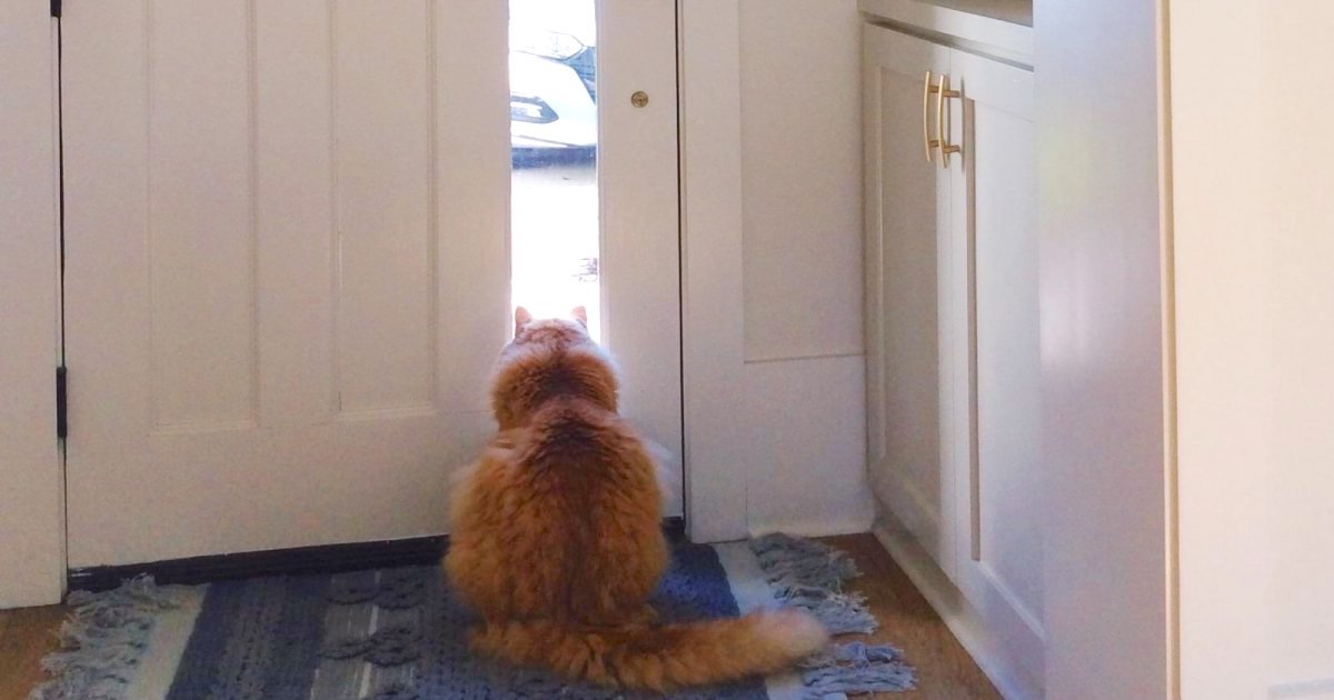5點準時守門！橘貓望穿秋水「等爸回家」　媽背後無奈：他已經在家上班1個月了
