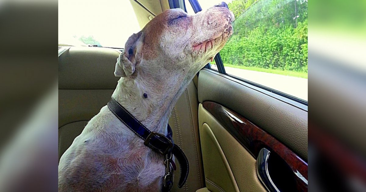 15歲老狗「安樂的最後一天」！　家人載牠去最愛兜風...表情瞬看哭網　