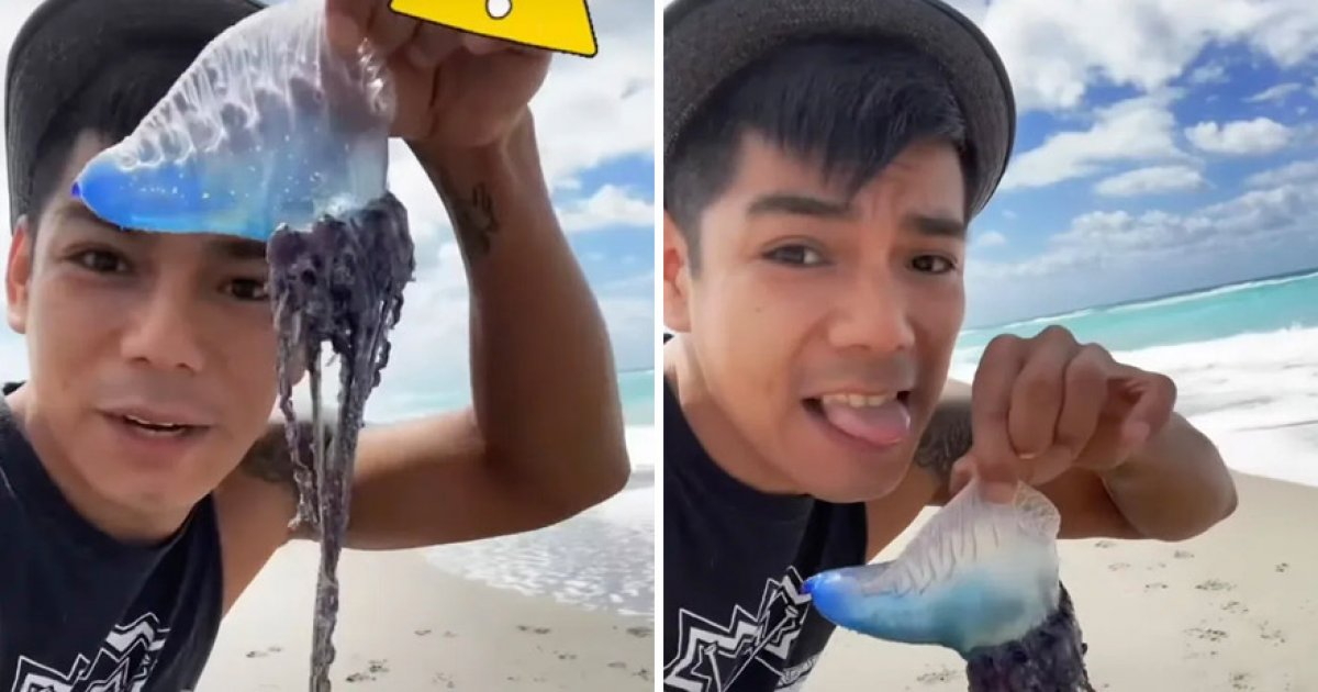 Netizen thấy "sứa xanh" nhặt lên và liếm một ngụm lưới tất cả sợ hãi: độc thứ ba trên thế giới!