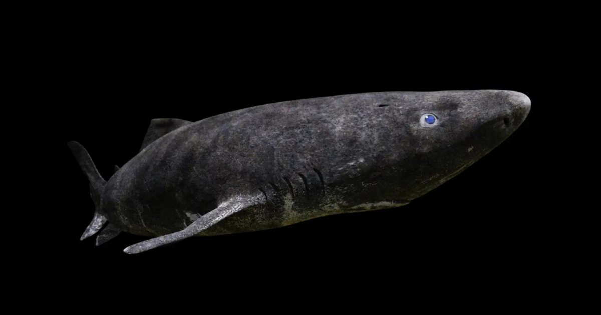 加勒比海捕獲「沒見過的鯊魚」　專家查看也驚：是極地罕見古生物！