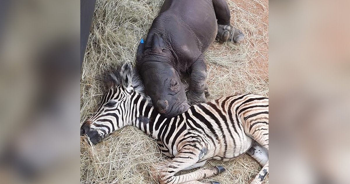 友誼超越物種！小斑馬和孤兒犀牛「彼此相知相惜」　沒家人互相依靠：我們是朋友